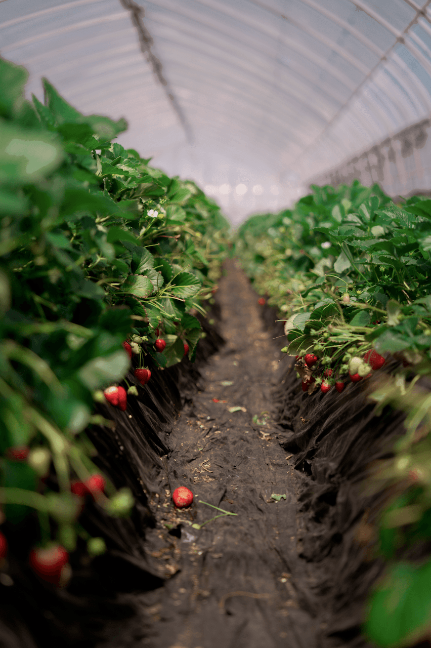 Greenhouse showing strawberries hanging from plants