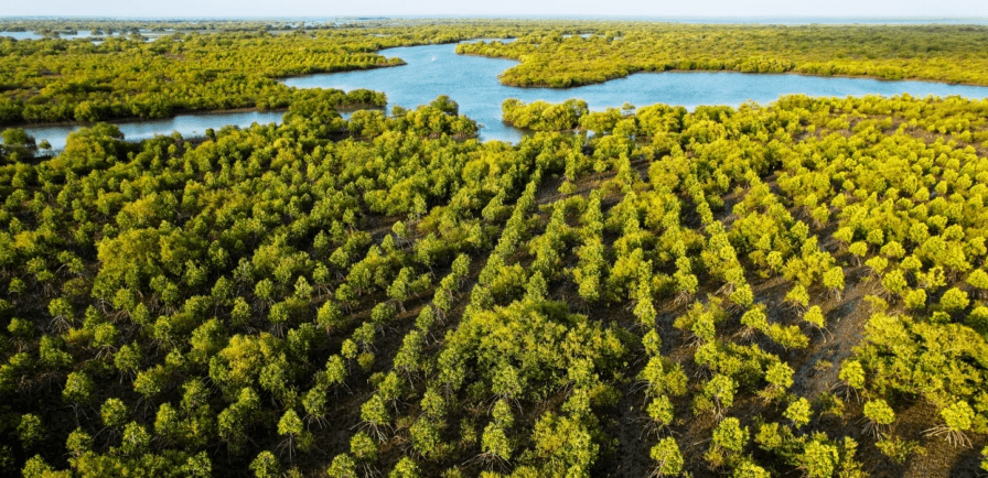Delta blue carbon credit project