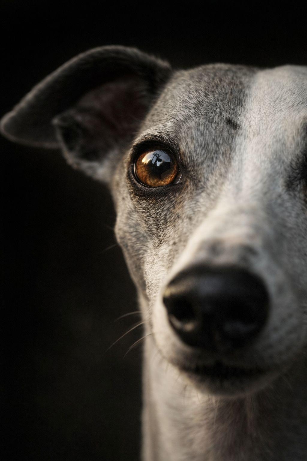 Foto de We will Dog You