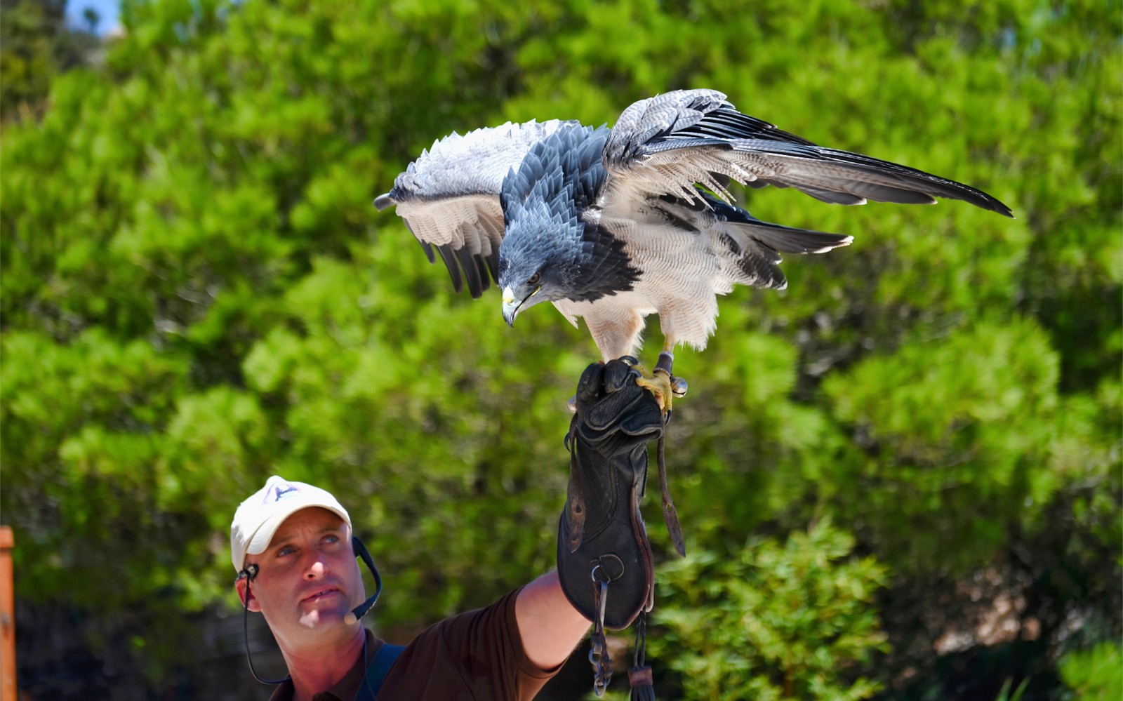 Falconer with bird of prey at Benalmadena Cable Car experience.