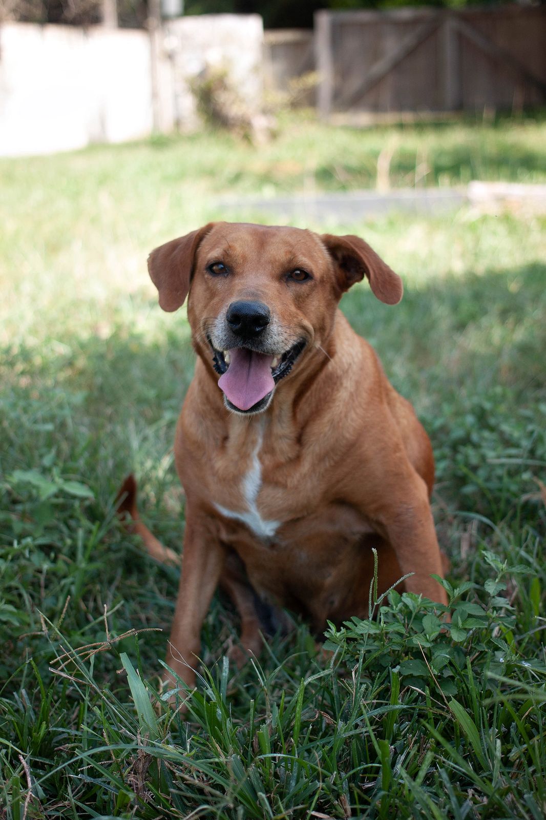 Dog photo