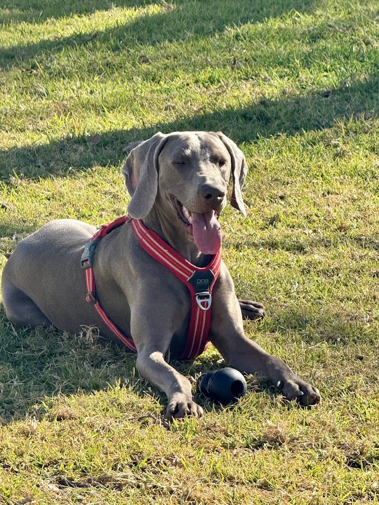 Cachorro equilibrado