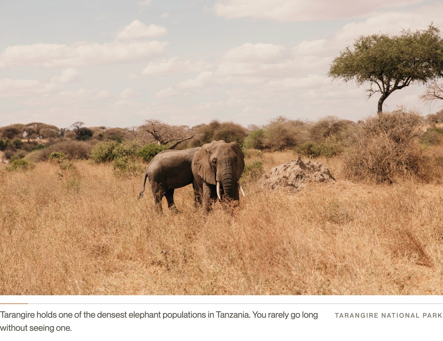 A lone bull elephant feeding in golden dry-season grass beneath an acacia, Tarangire