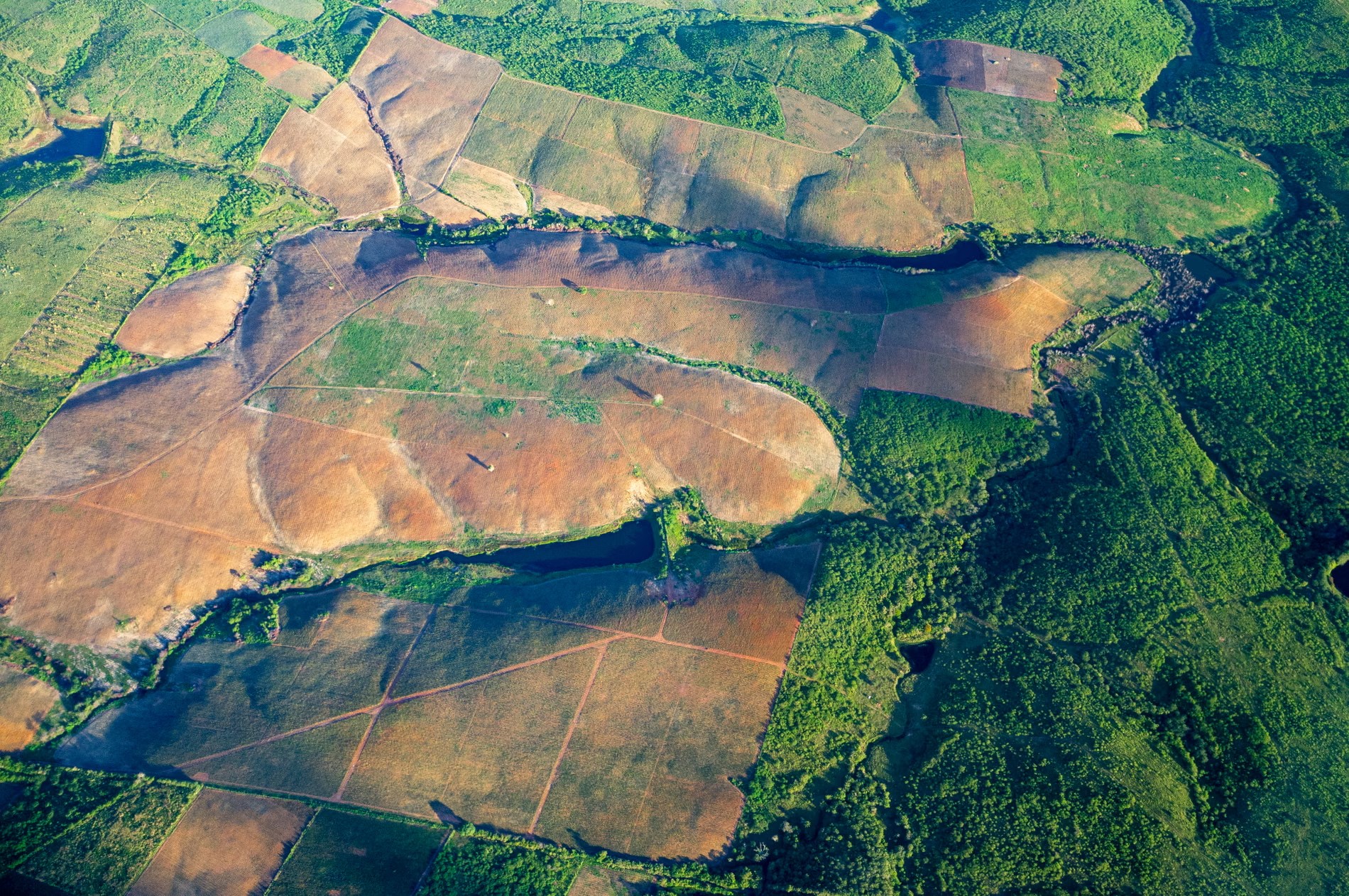 Deforestation in Brazil's Atlantic Forest hits a 40-year low