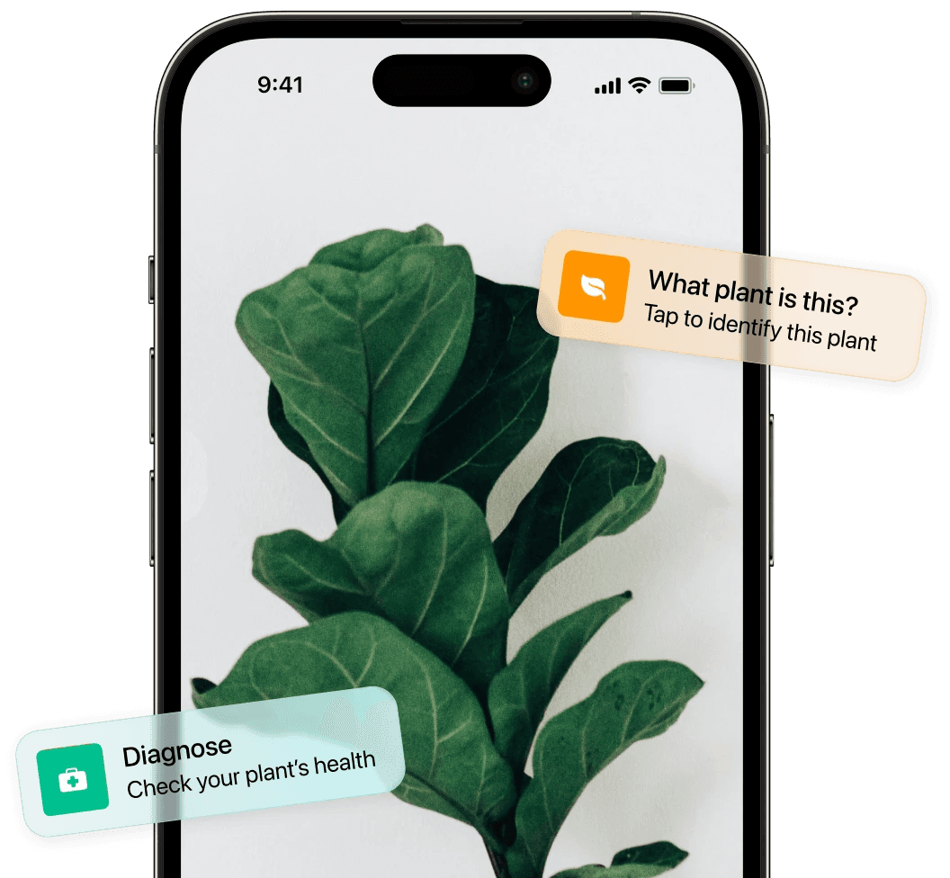 Identify plant from photo