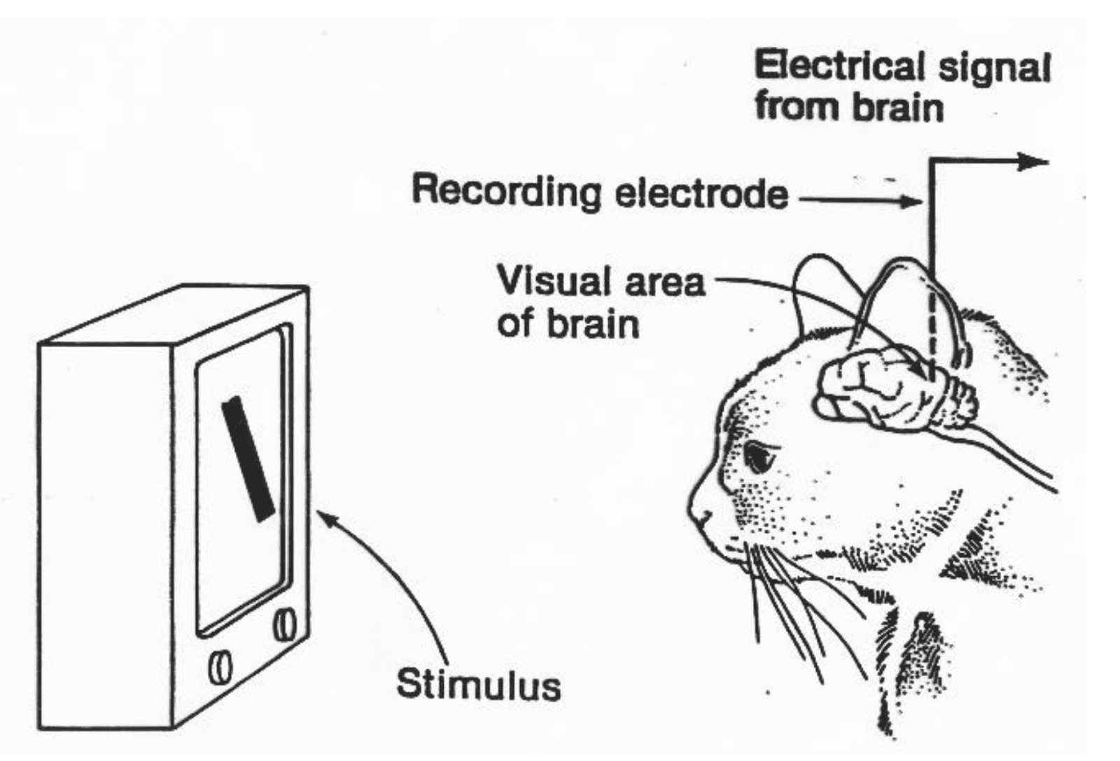 Hubel and Wiesel experiment on how brain processes visual information