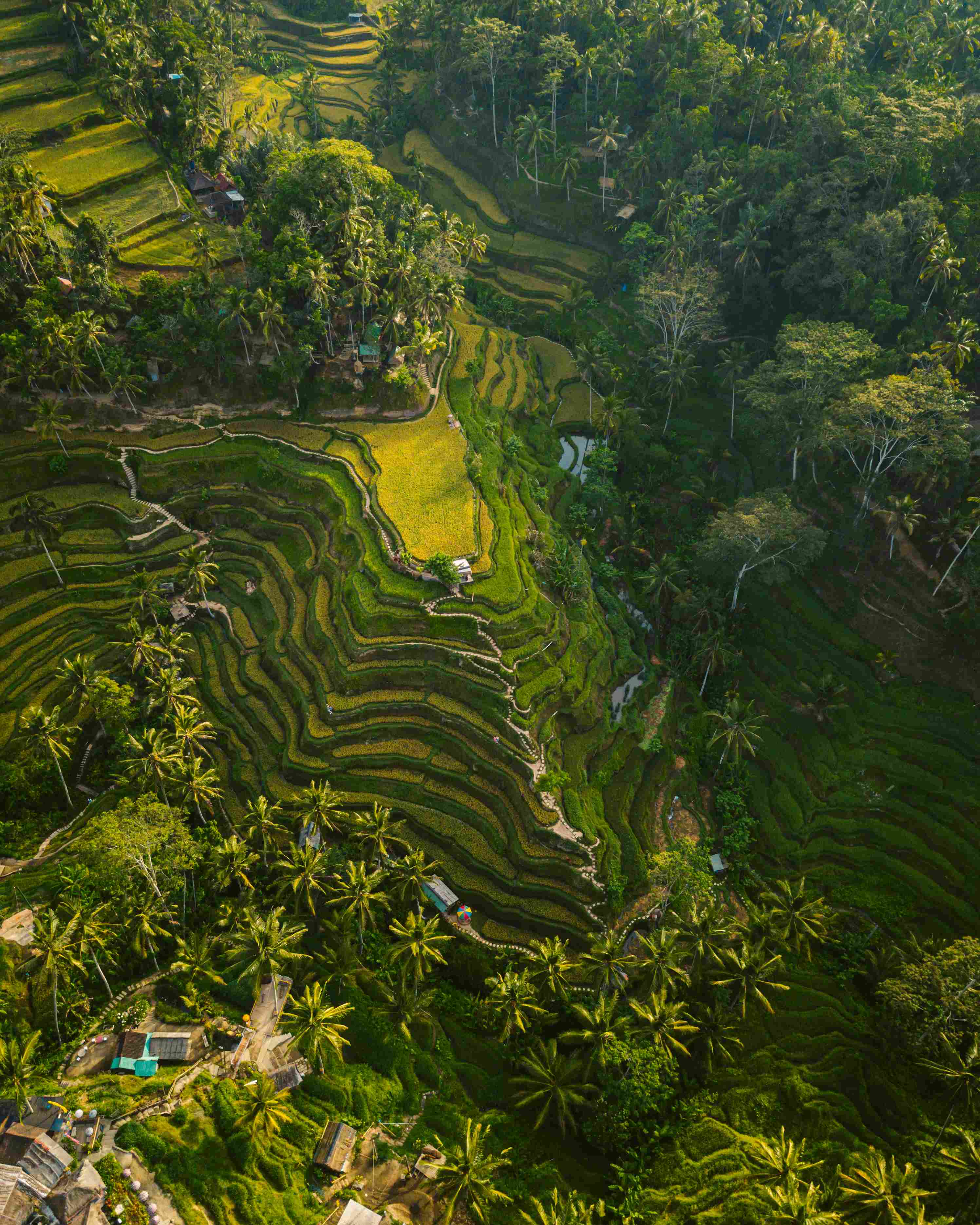 Aerial view of lush, terraced rice paddies in Pererenan, bordered by dense forests and palm trees. The scene is vibrant, conveying tranquility and natural beauty.