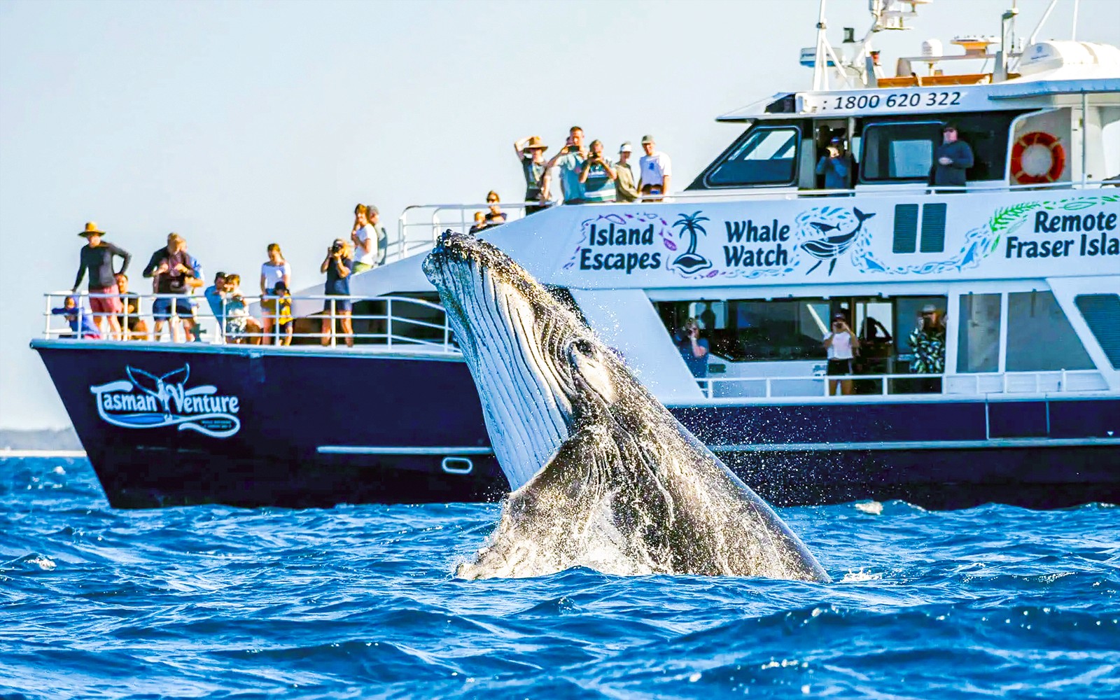 L'osservazione delle balene sull'isola di Fraser: una balena emerge vicino alla barca del tour con turisti.