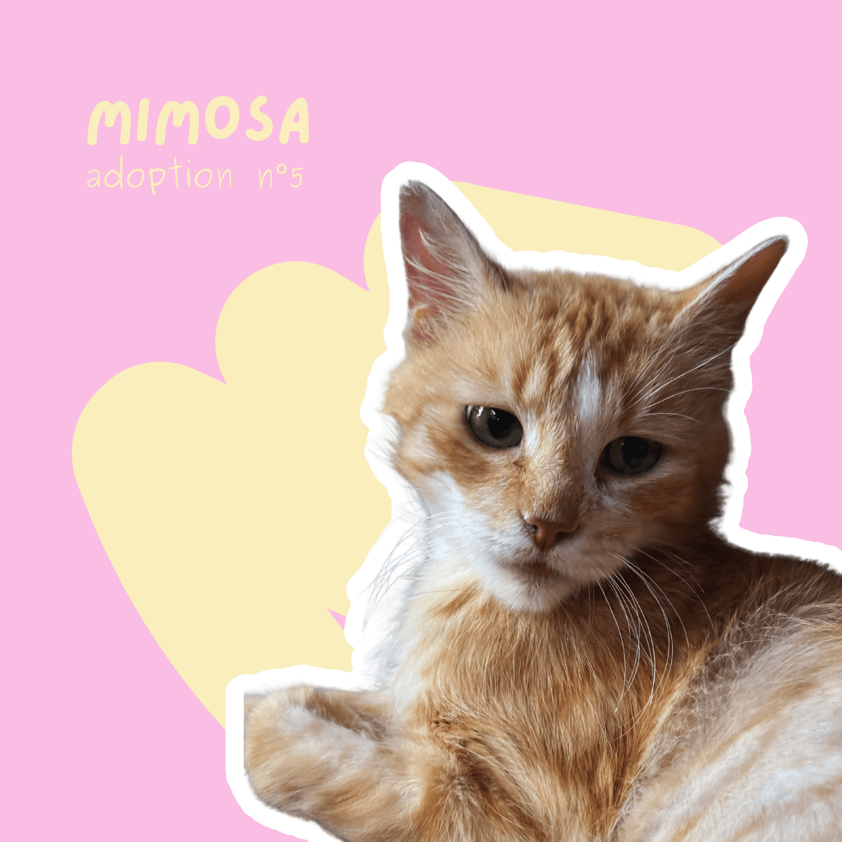 chat-mimosa