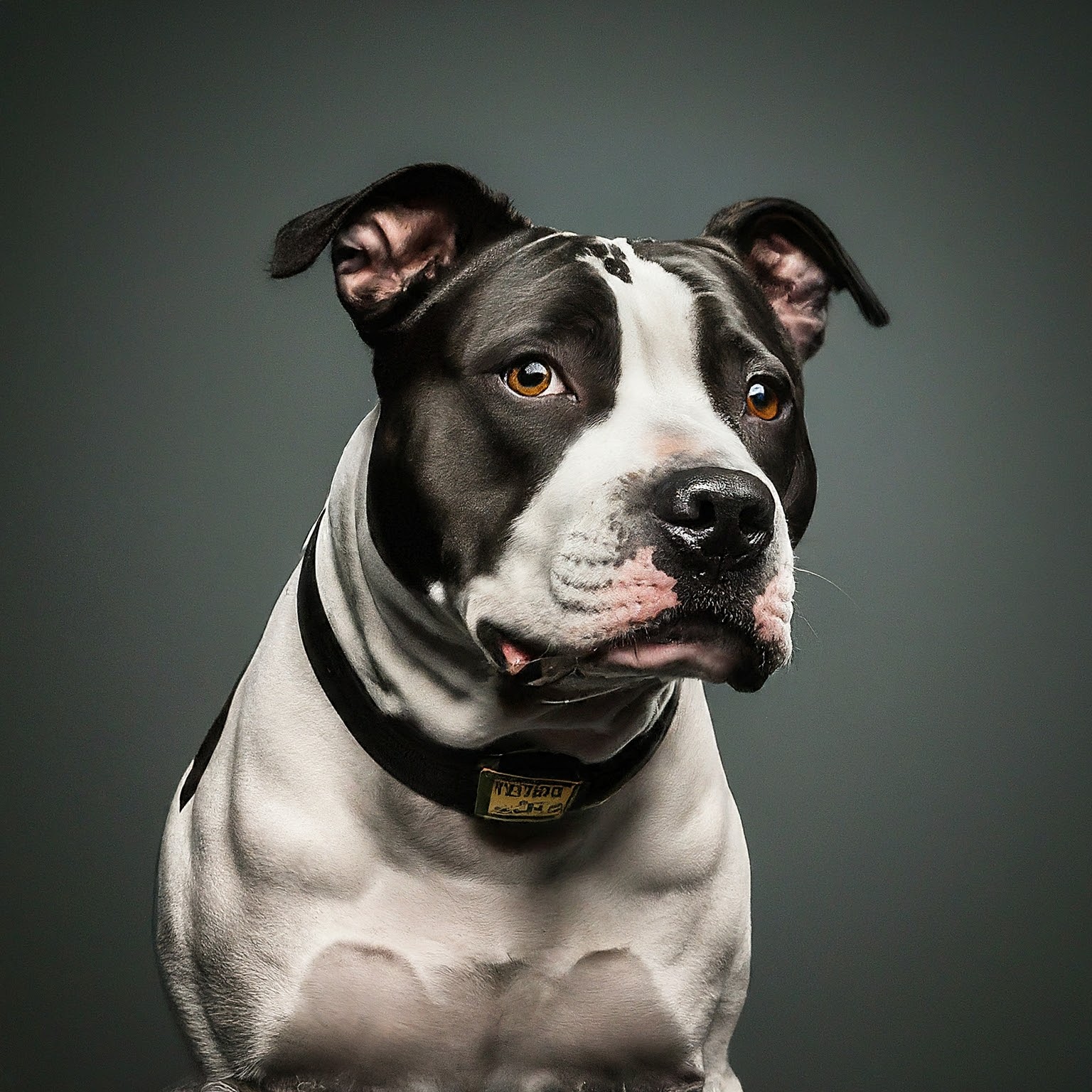 BUDDYUNO, American Staffordshire Terrier