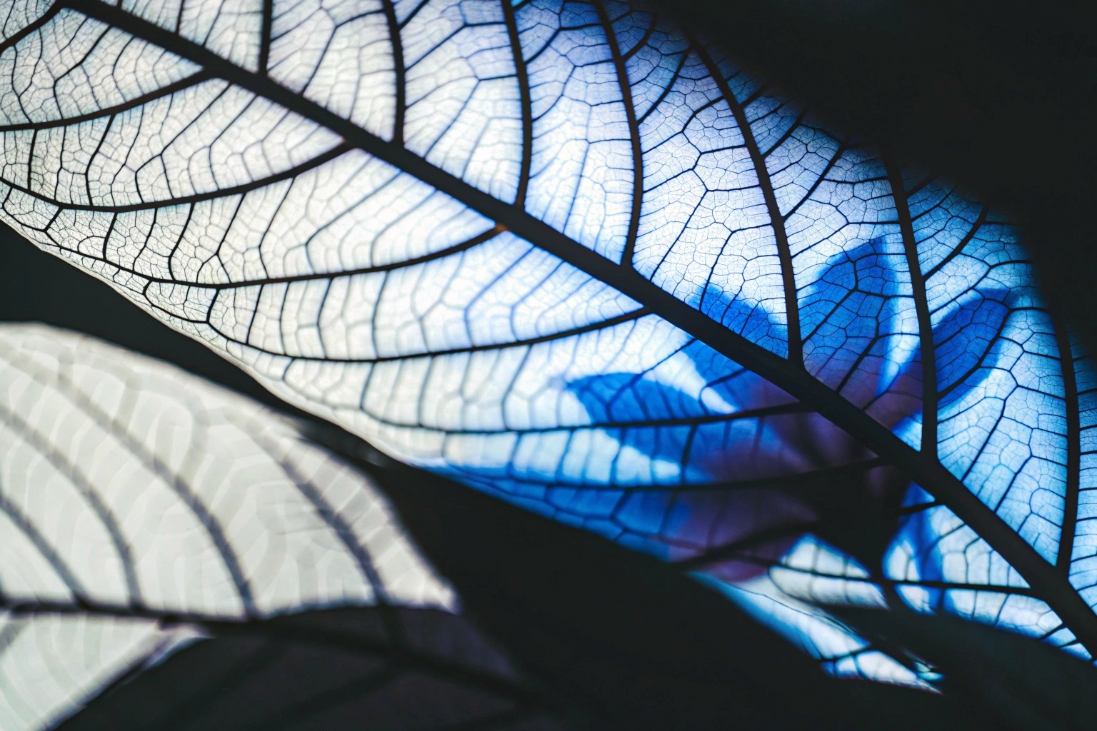 Dynamic picture of a cyclist riding downhill