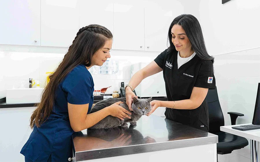 Veterinarian offering preventive pet care through regular checkups and vaccinations