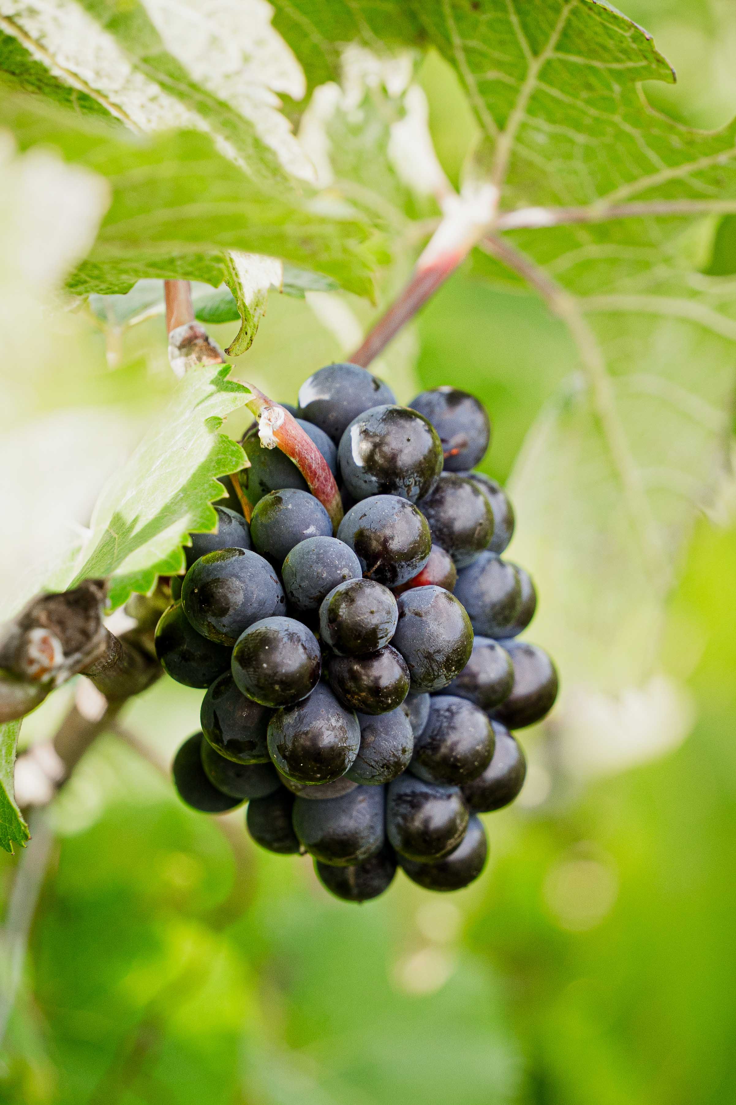 Grappe de raisins noirs sur une vigne