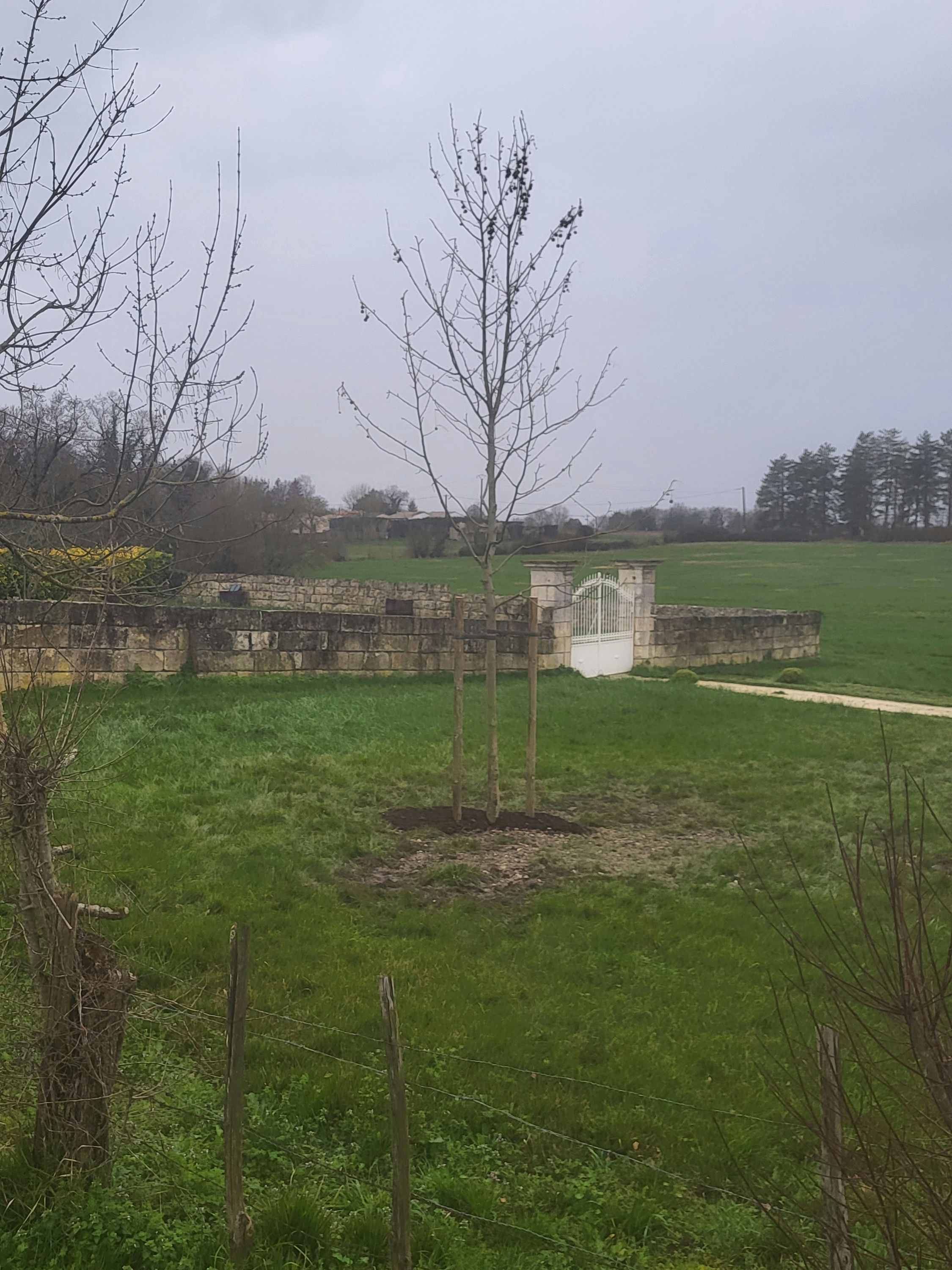 Jeune platane planté et tuteuré dans une pelouse devant un mur en pierre et un portail blanc, à Pessines