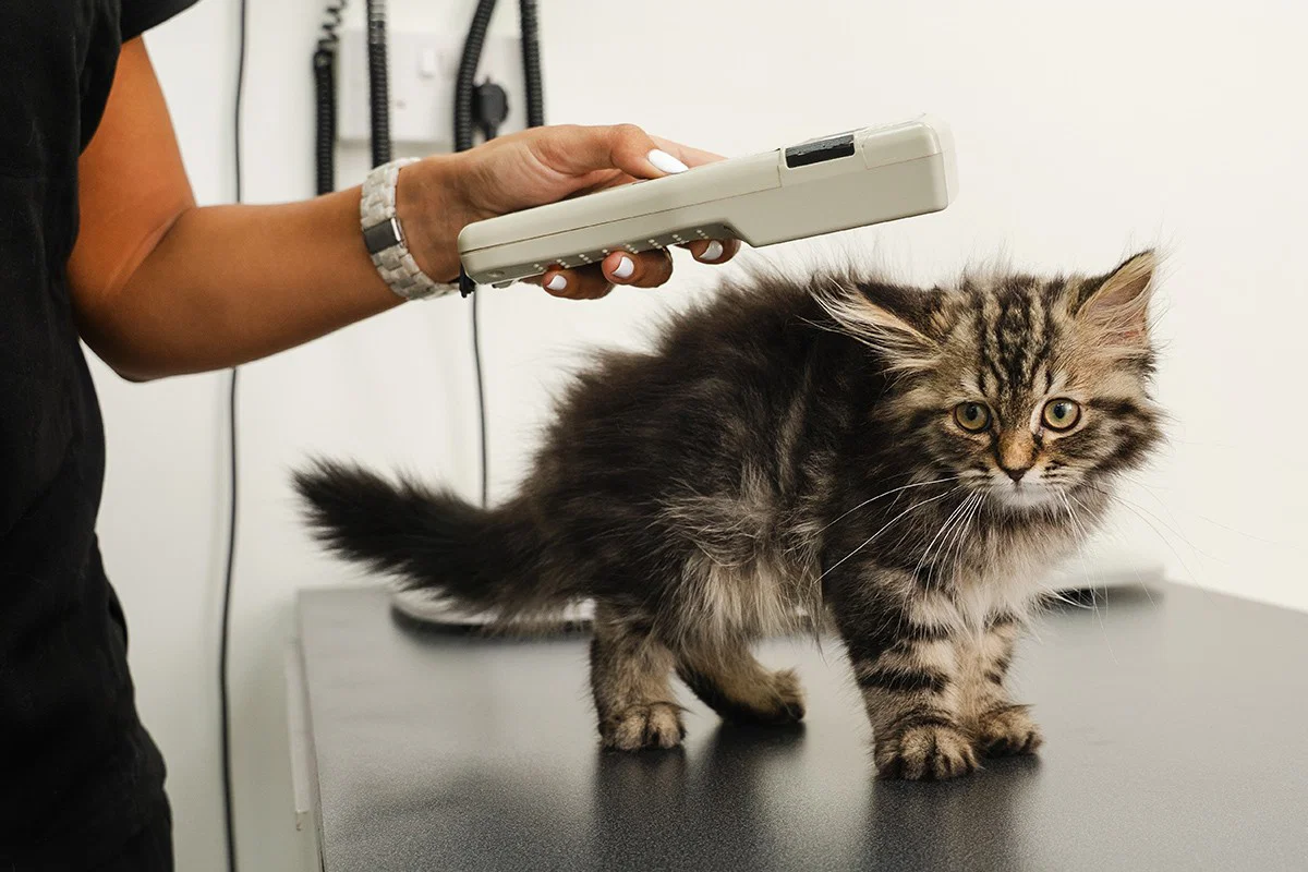 A veterinarian is holding a gadget over a kitten standing on the exam table.