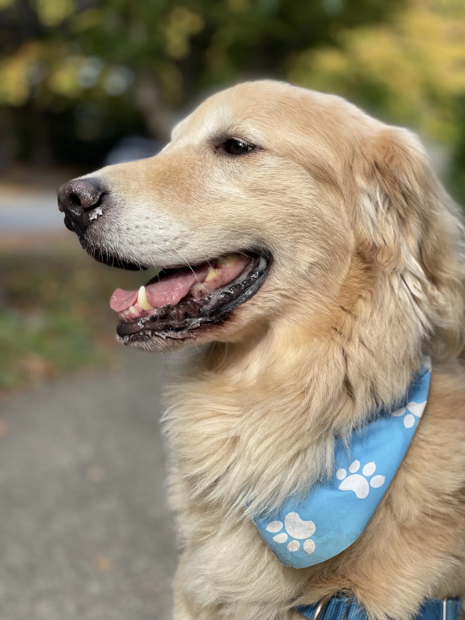 golden retriever dog