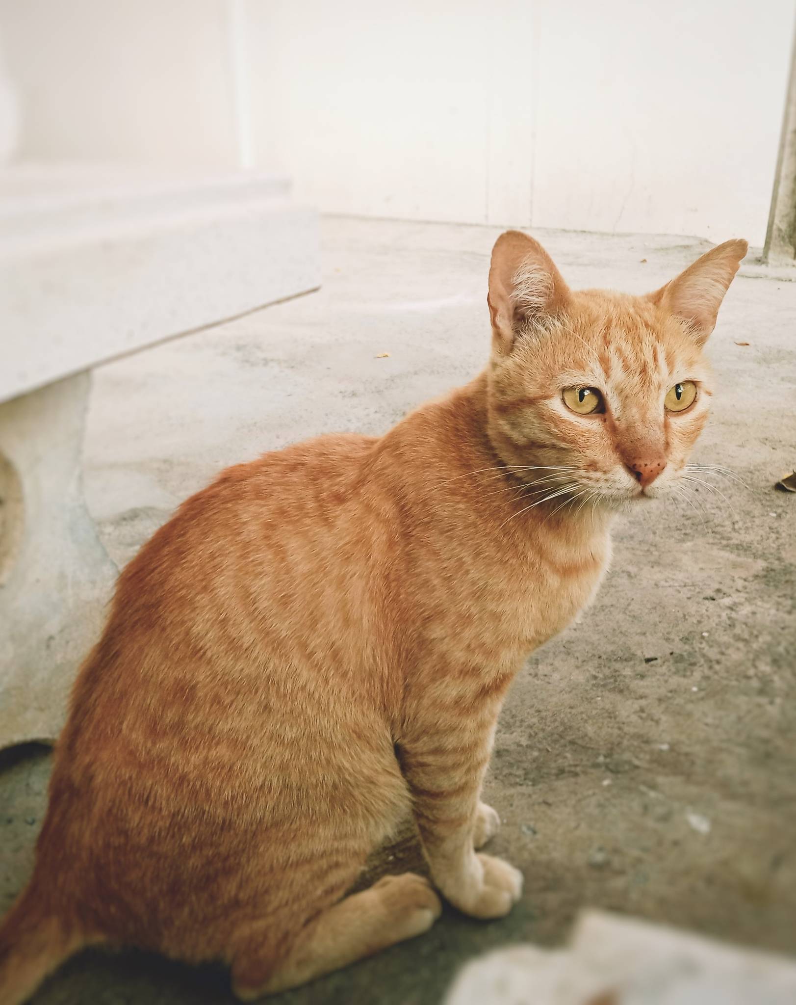 Arabian Mau Temperament and Lifestyle Fit