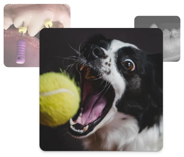 Ein Hund mit geöffnetem Maul beim Fangen eines Tennisballs, im Hintergrund überlagert von einer dentalen Behandlungsansicht und einem Röntgenbild.