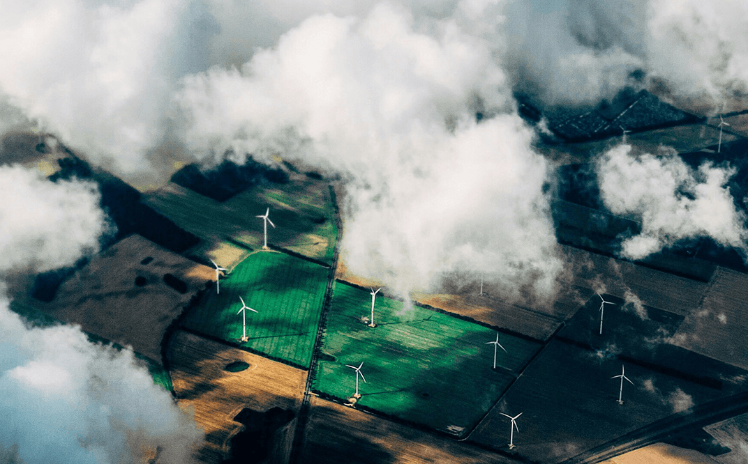 Green Fern