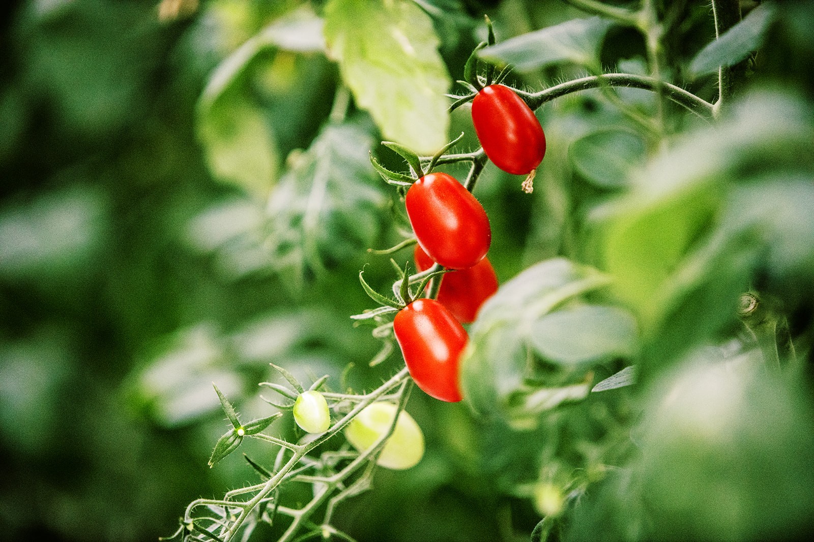 Close-up of ripe grape tomatoes growing on the vine at Kentucky Fresh Harvest