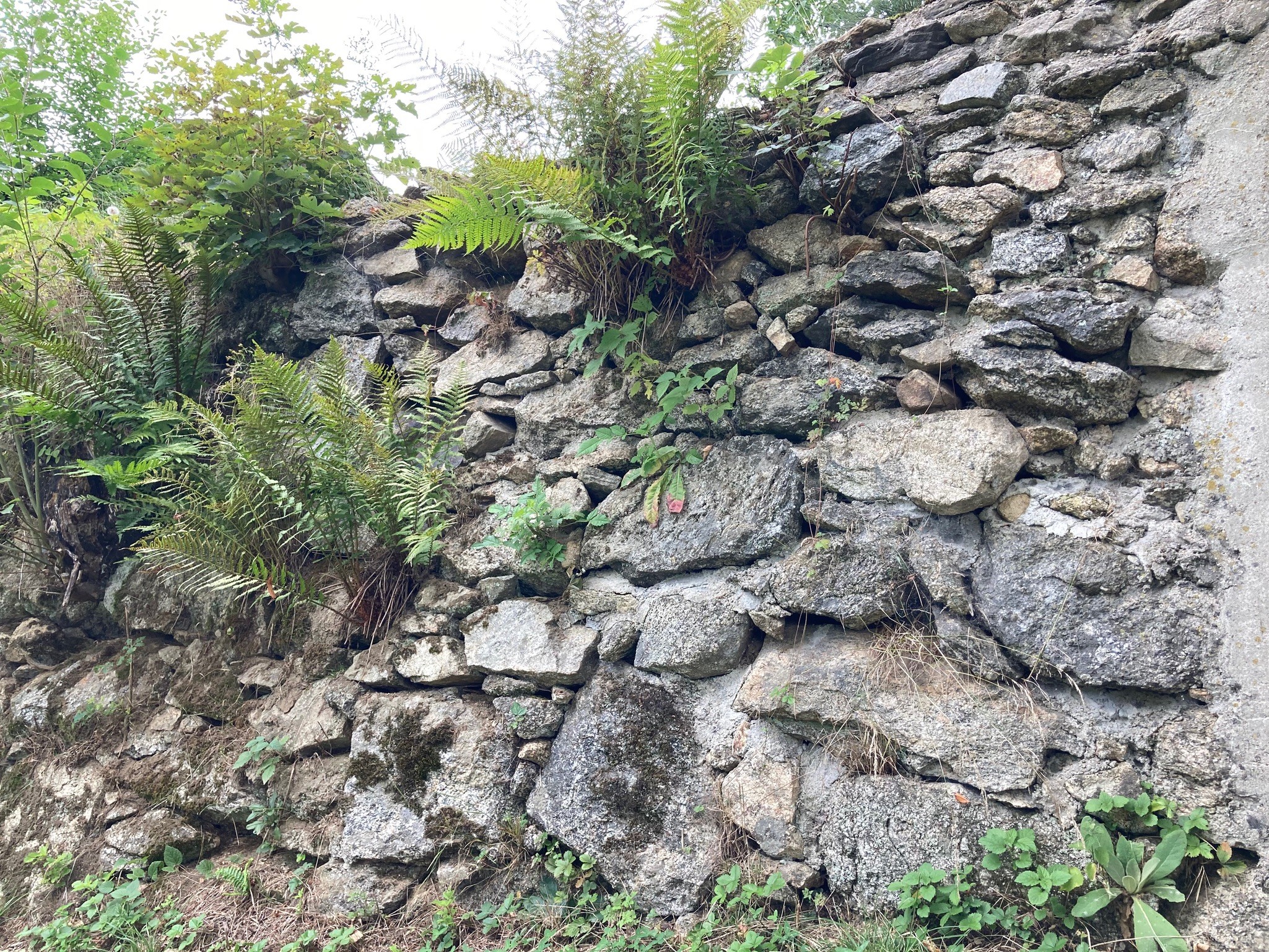 Bepflanzung Trockenmauer Aster