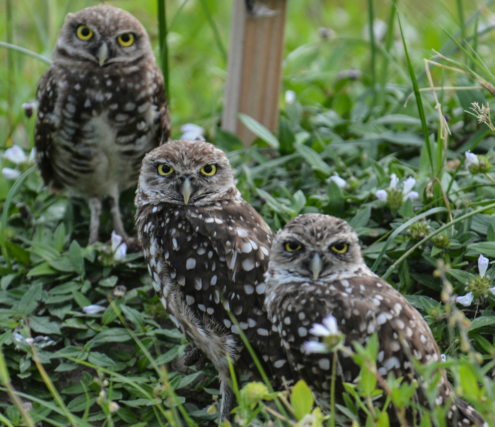 Three owns in undergrowth