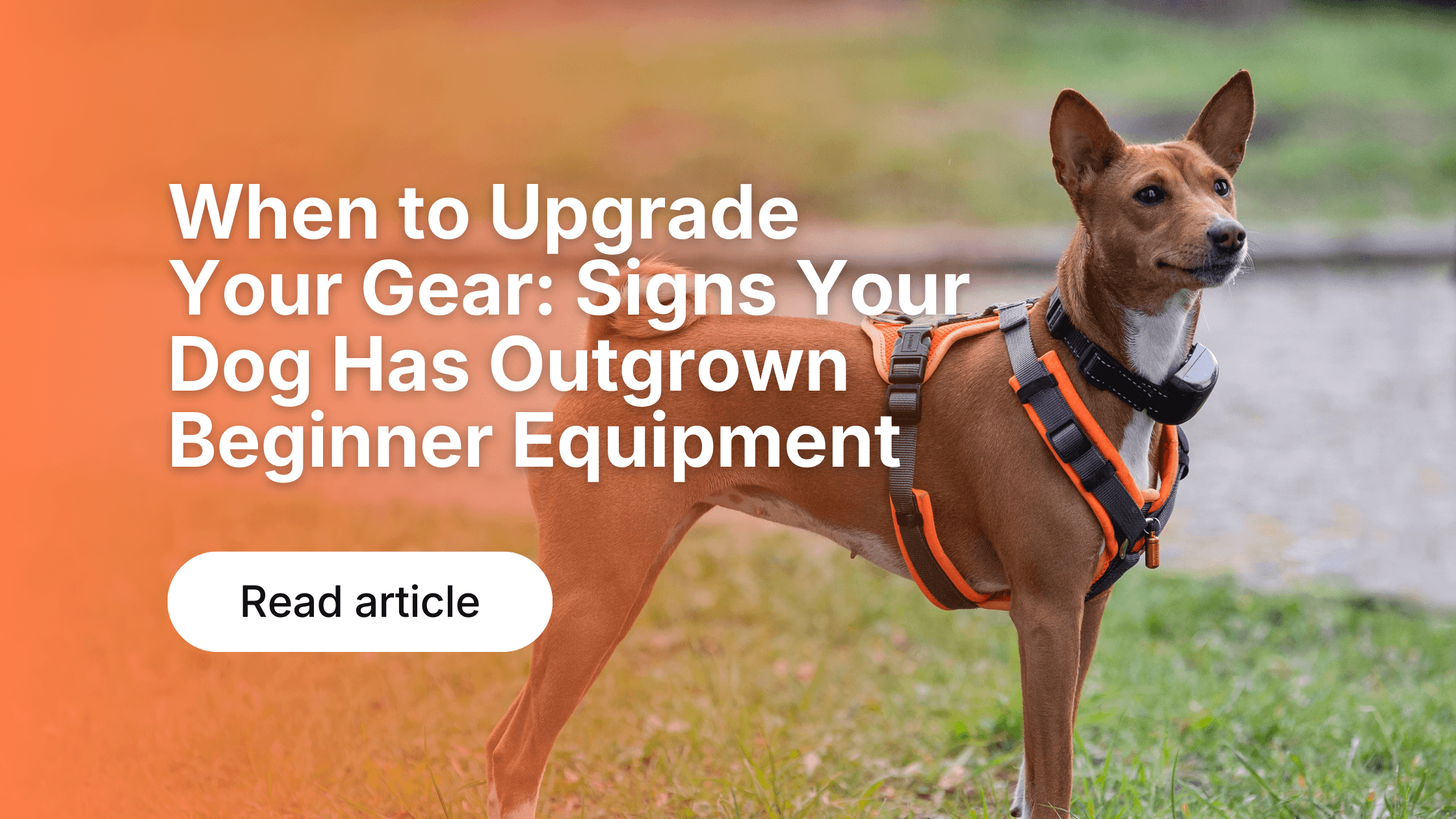 Dog Activity Tracking: Why Data Improves Health & Fitness