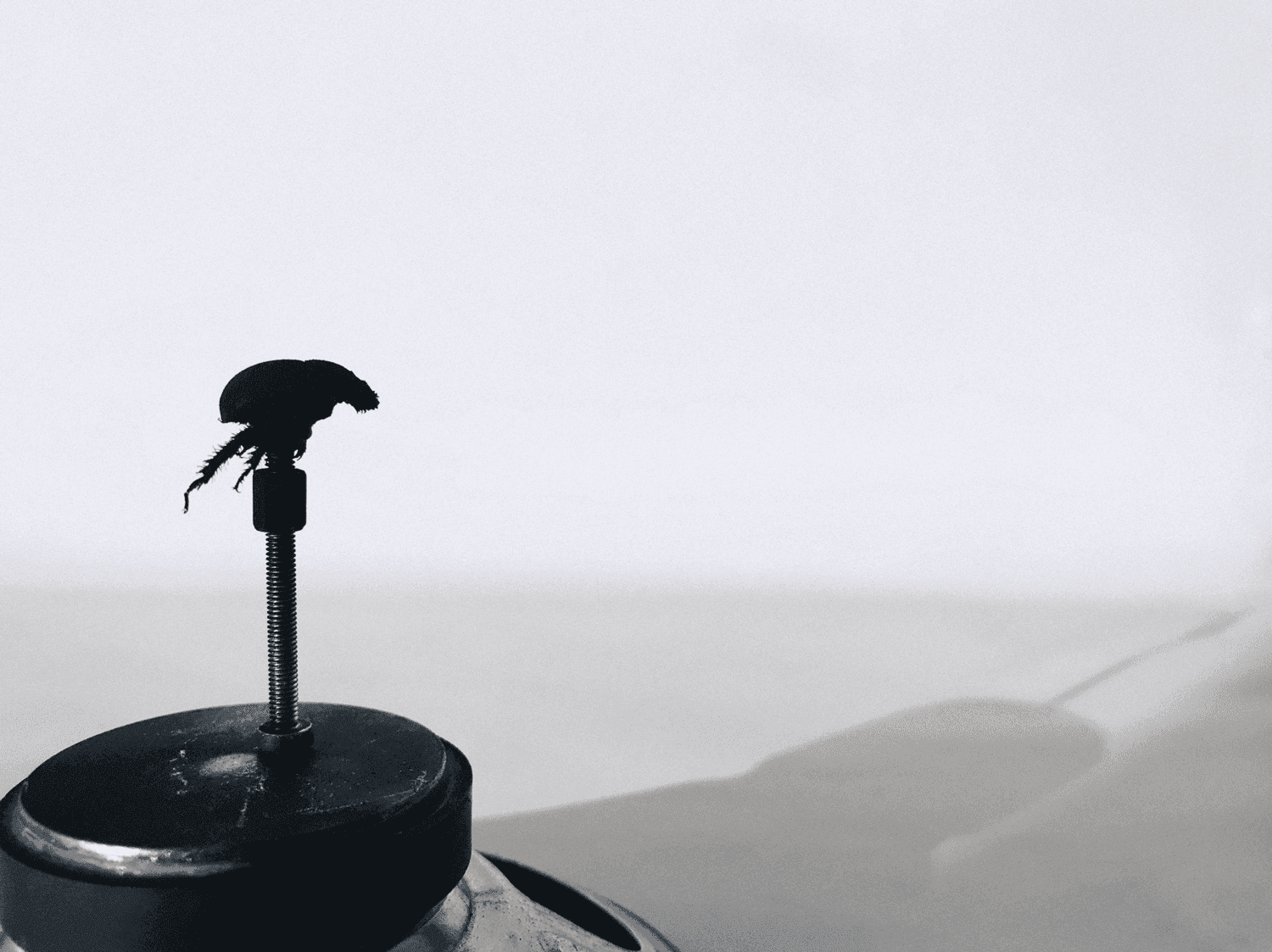 Image of image of dung beetle on screw