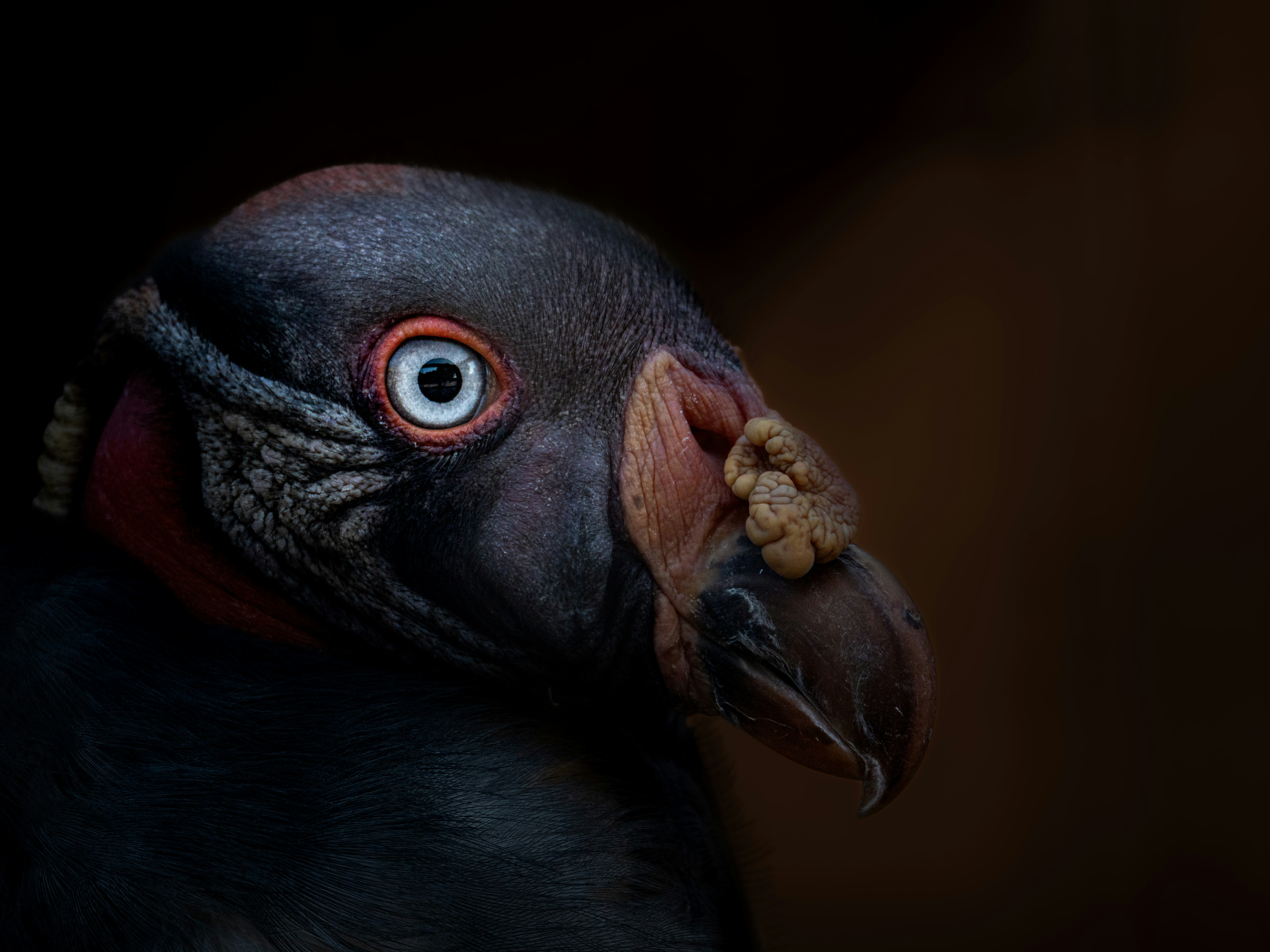 Close up of a king vulture's head with dark background