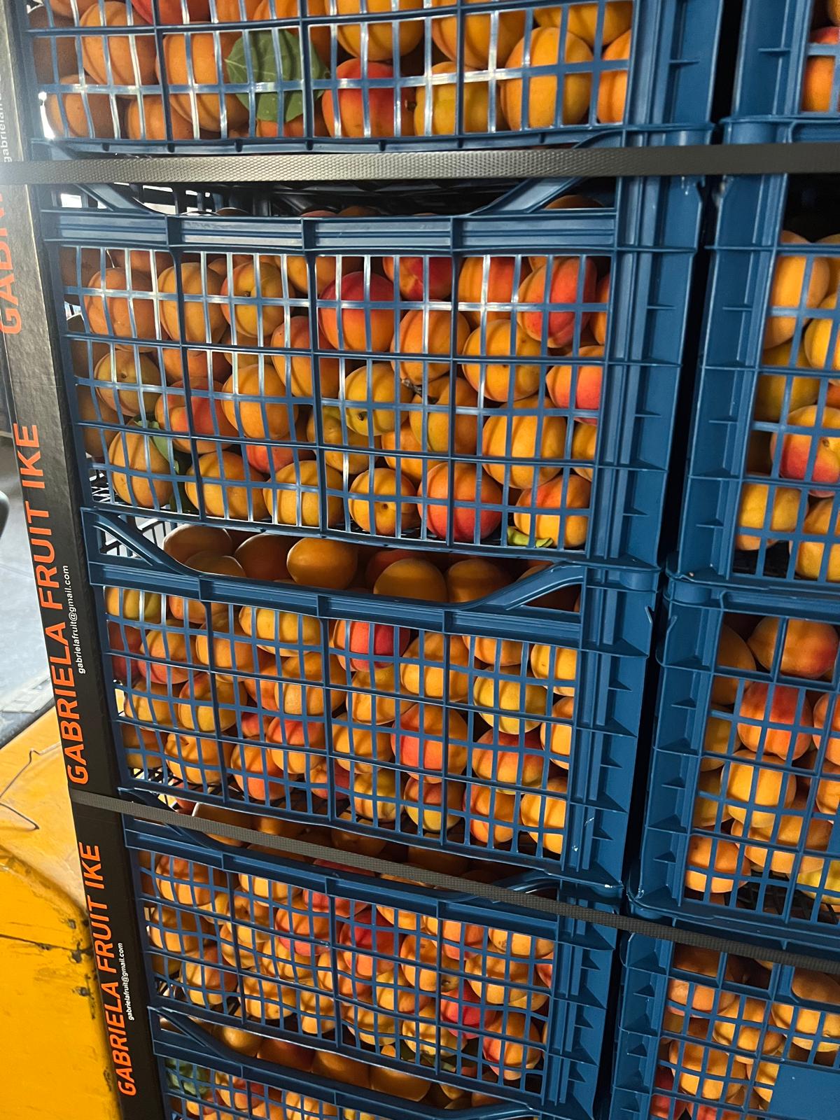 Apricots packed in blue crates for EU wholesale distribution.