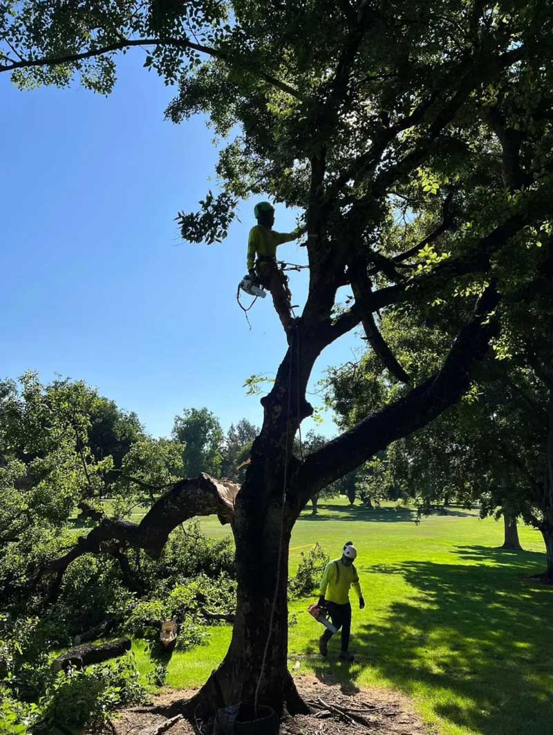 Cutting Down Tree in Golf Course