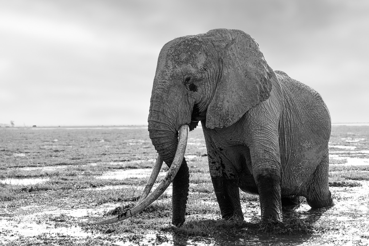 Amboseli Trip Report