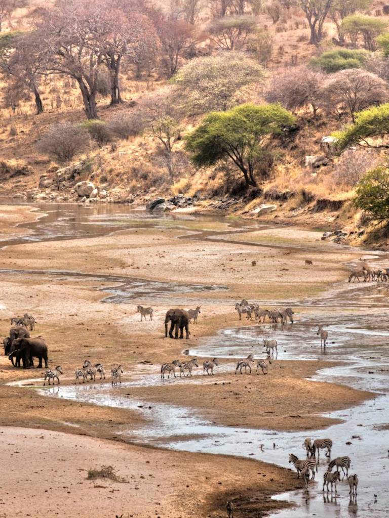 wildlife by a river in tarangire national park