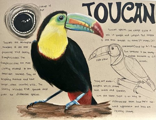 dynsketch toucan.jpg