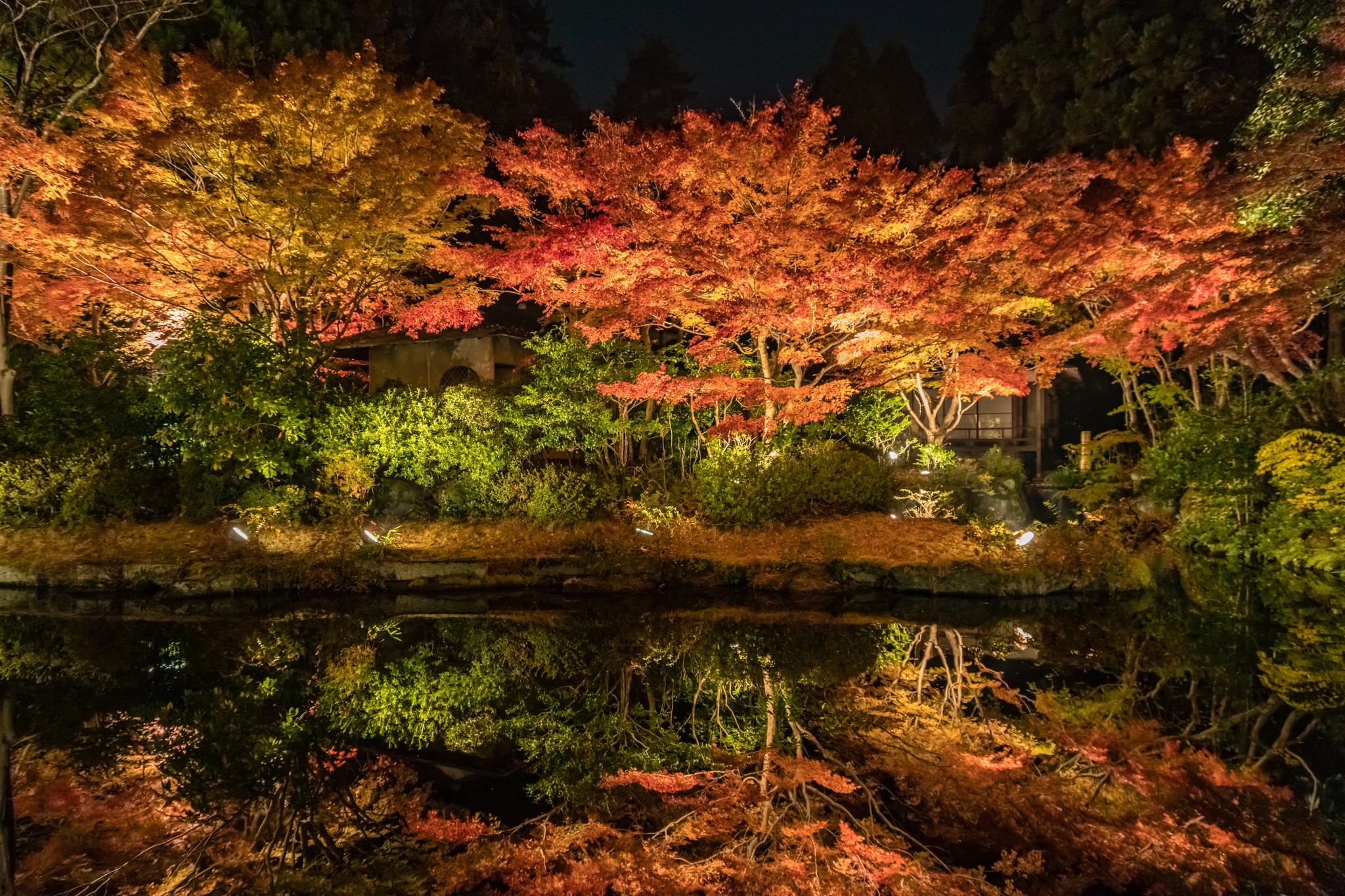 Japanese maple trees uplight with LED landcape lighting