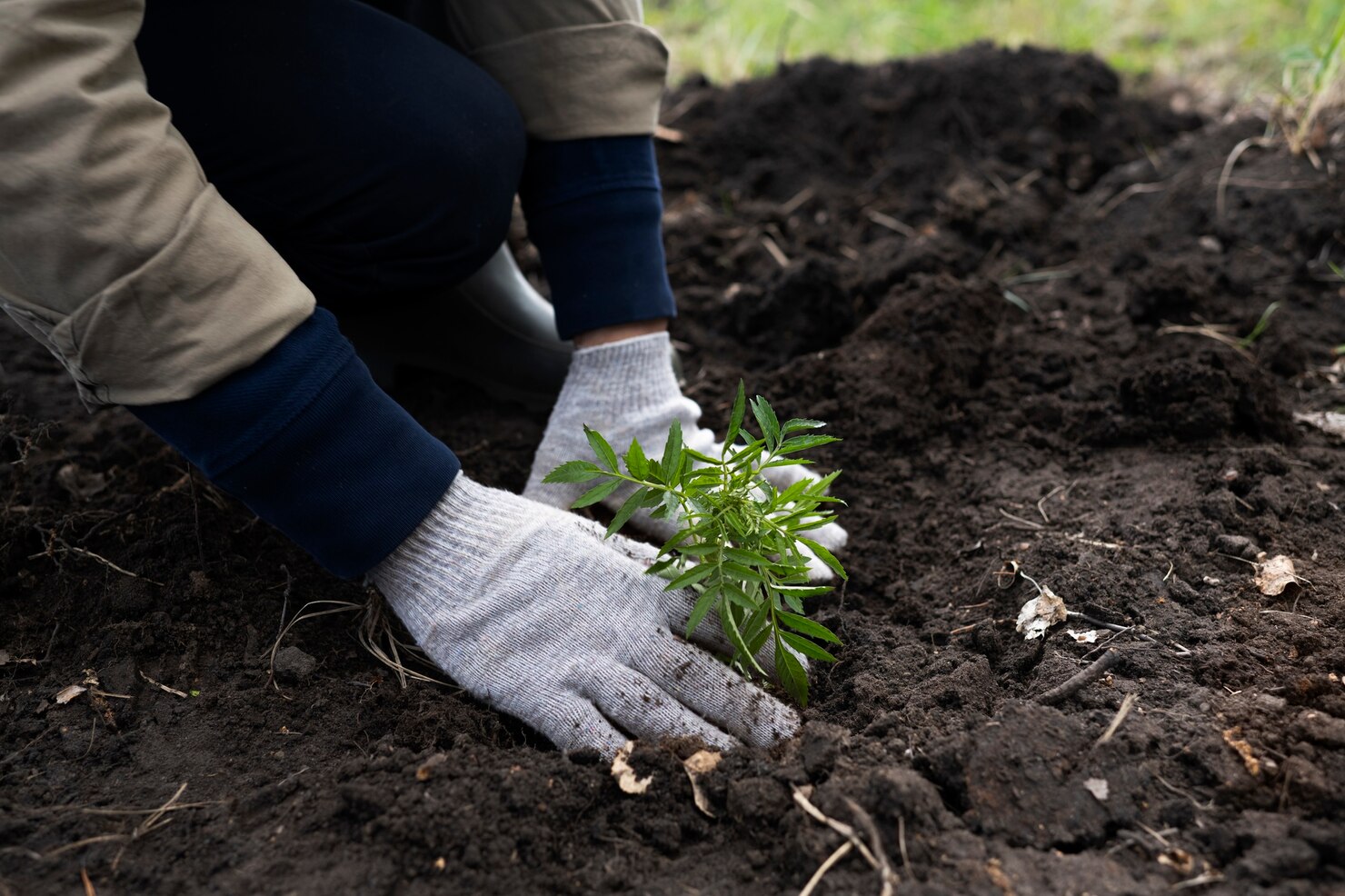 Personne plantant une petite plante verte dans un sol préparé pour le jardinage.