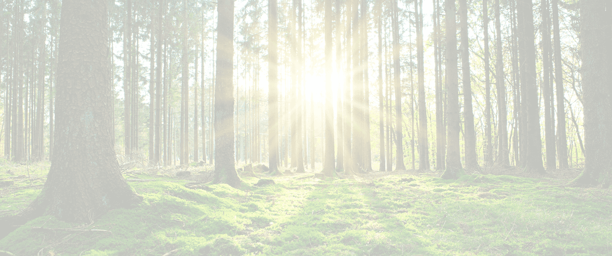 A serene morning view looking through a dense forest of tall pine trees, with bright golden sunlight breaking through the canopy and casting a warm glow onto the green mossy ground.