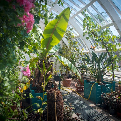 Парник, изпълнен с различни саксийни растения, включително голямо бананово растение, под извит стъклен покрив.