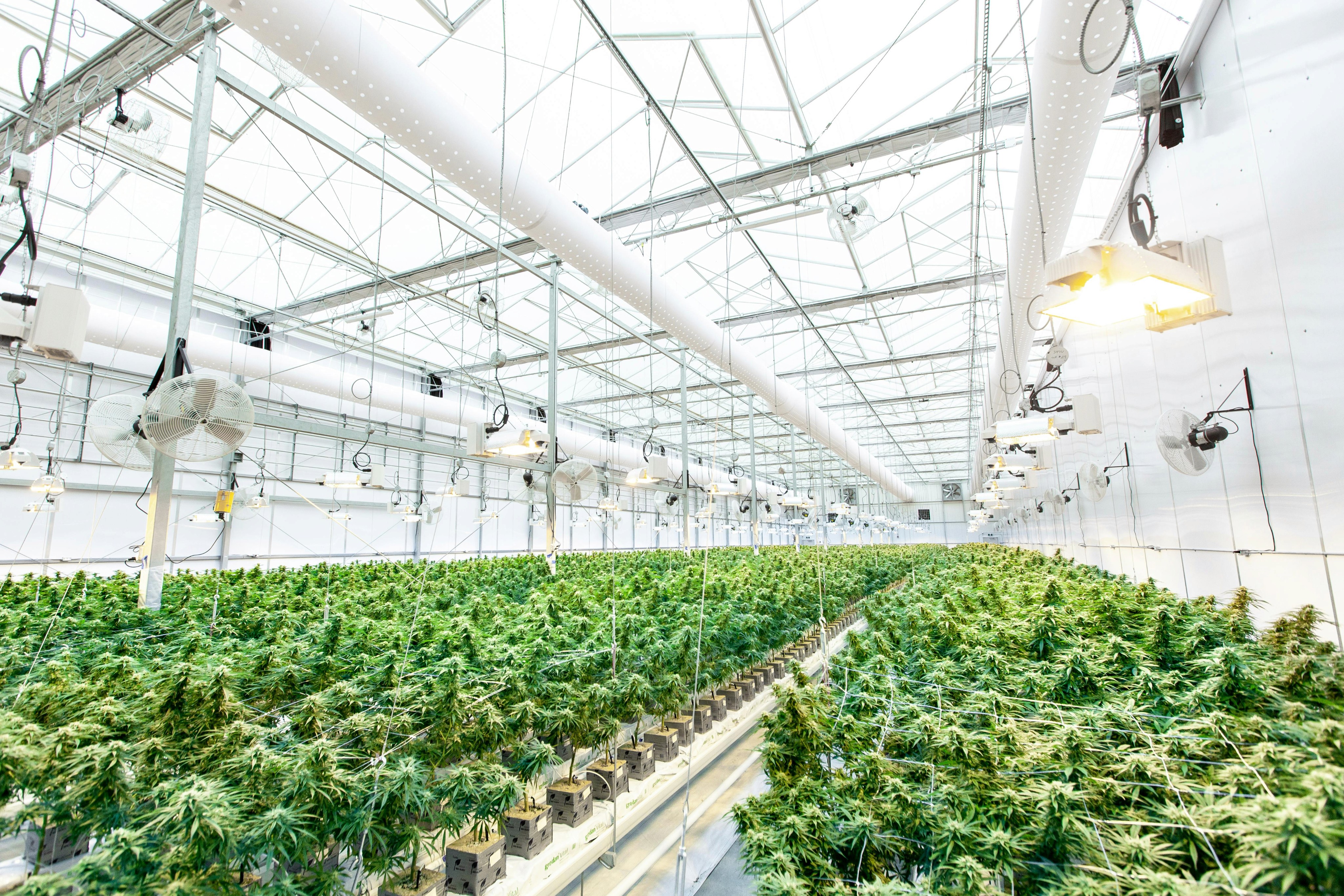 Ein geräumiges Gewächshaus, gefüllt mit Reihen üppiger, grüner Cannabispflanzen unter hellem, natürlichem Licht.