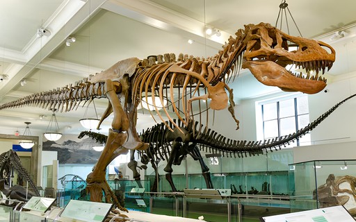 Tyrannosaurus rex skeleton exhibit at American Museum of Natural History, New York City.