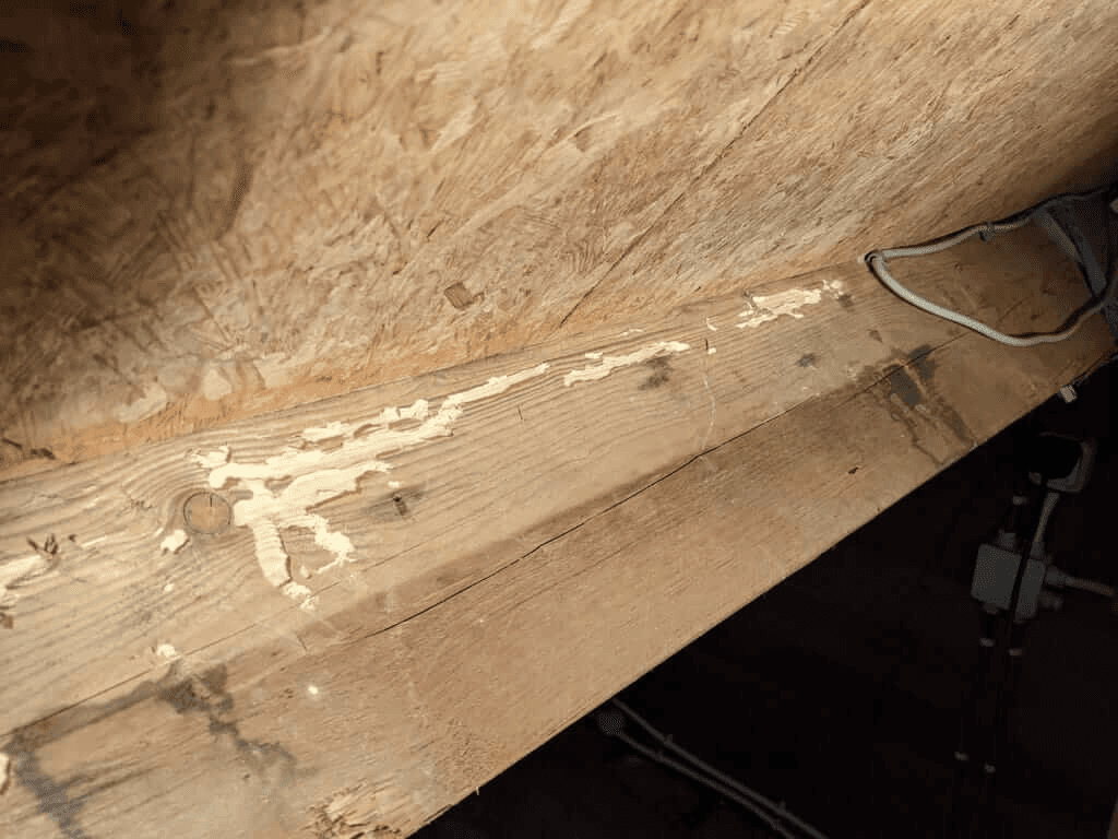 Door boktor aangetaste houten balk met boormeel