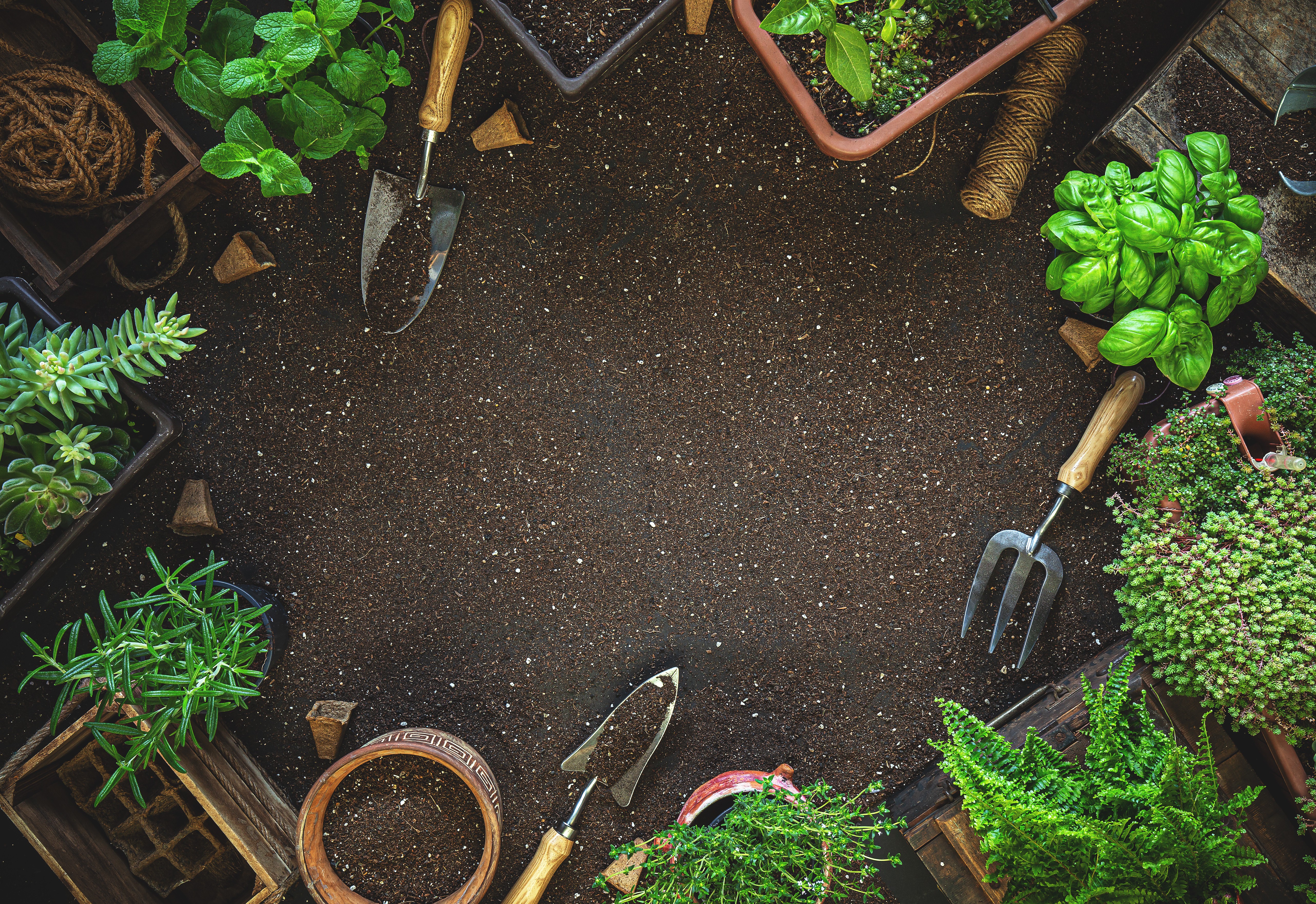 A collection of small metal hand shovels, trowels, and pruning shears neatly arranged on dark, rich garden soil surrounded by fresh green leaves.