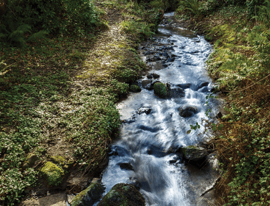 Stream | St Winnow | Rathfarnham Dublin 14