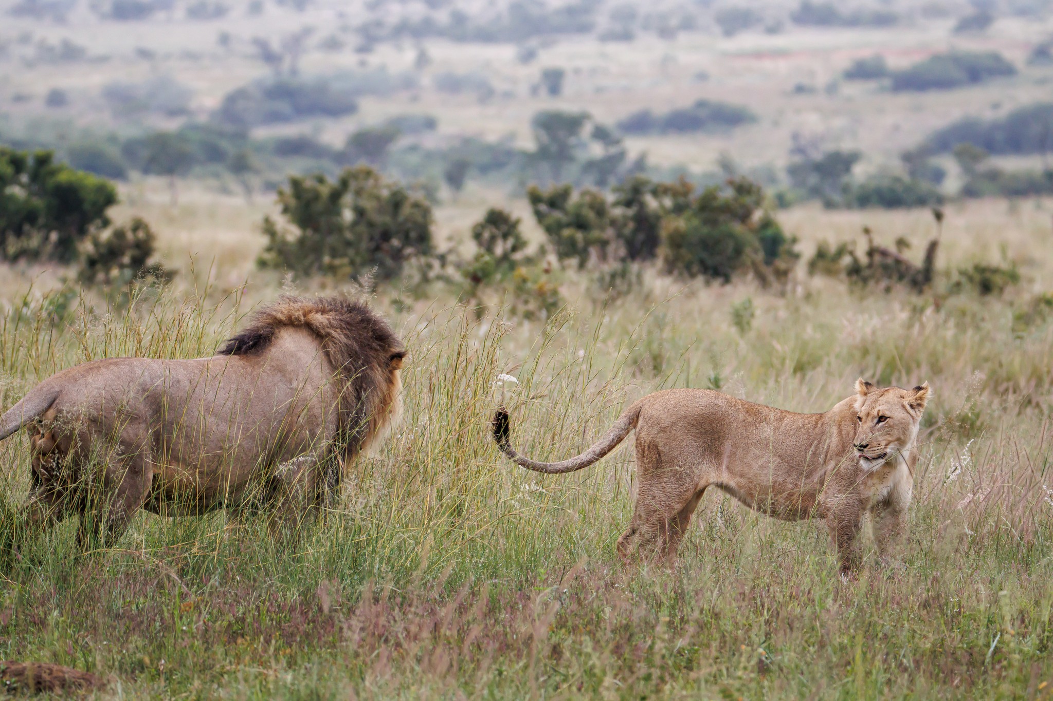 un lion et une lionne