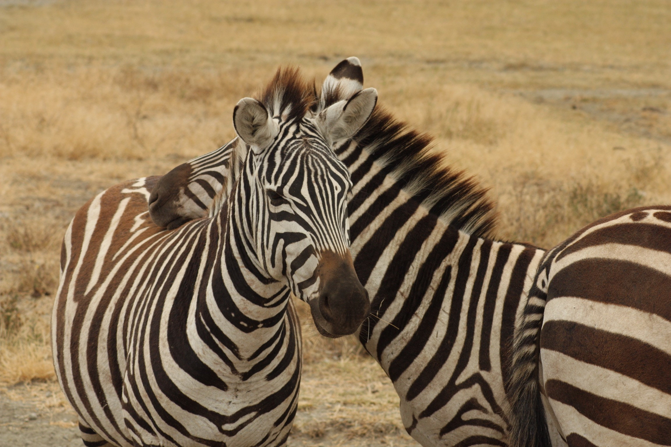 De hoogtepunten van Noord-Tanzania