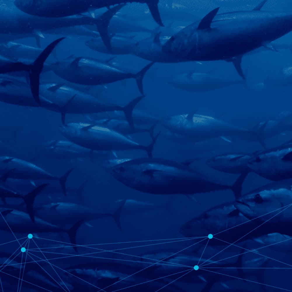 ein Bild von Meereslebewesen