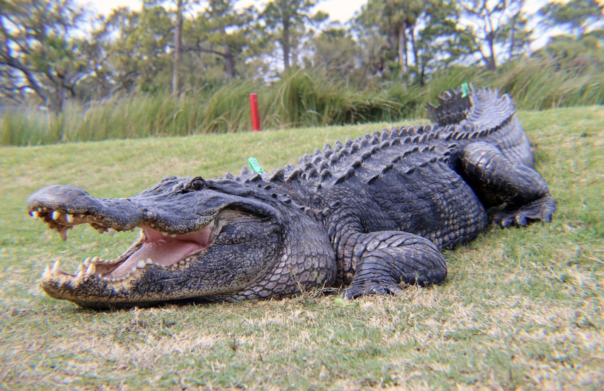 Large alligator on the grass