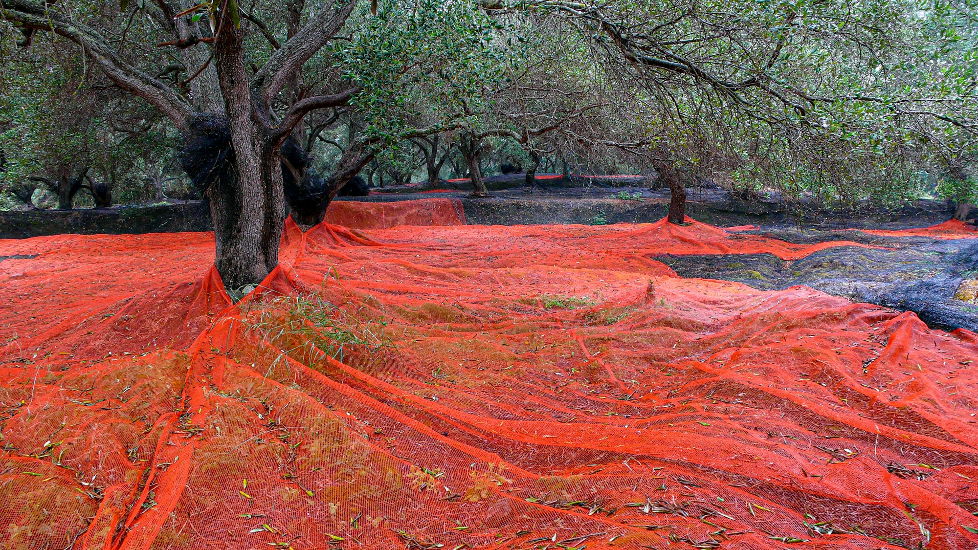 Red nets spread under the olive trees