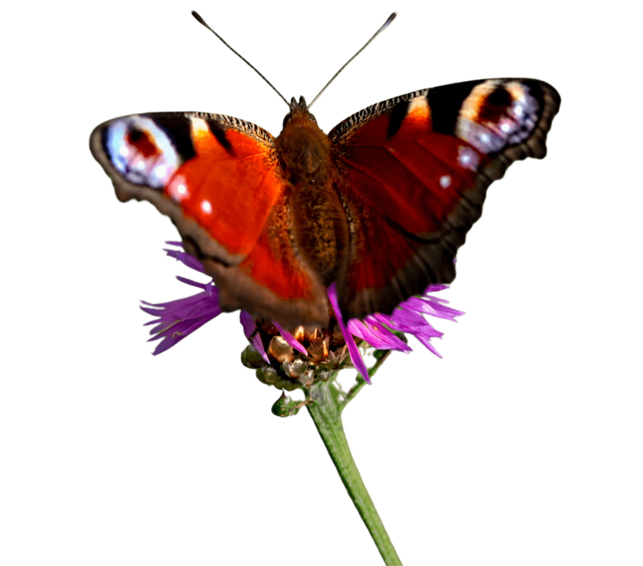 Butterfly on pink flower