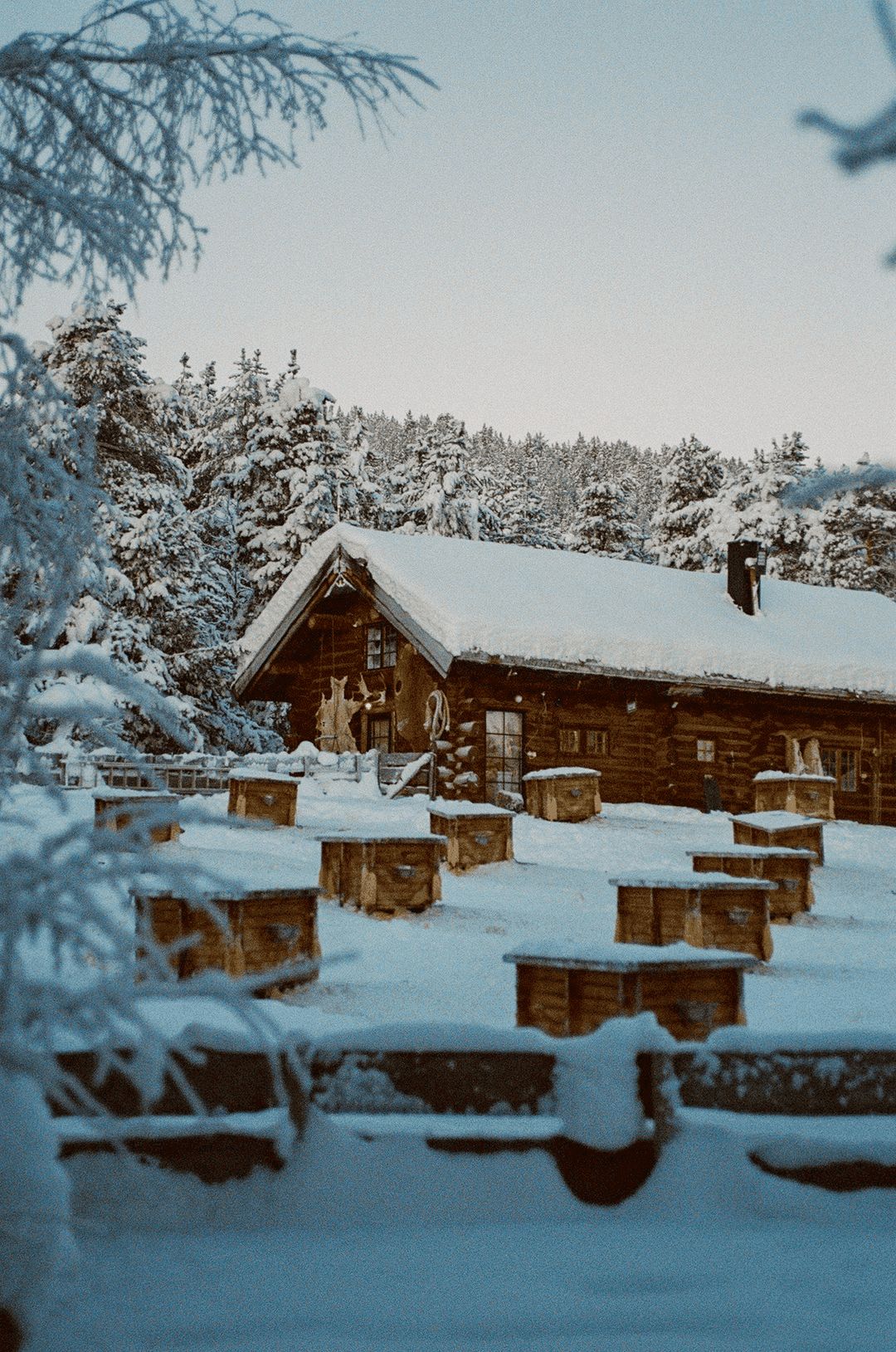 A snow-covered log cabin surrounded by rows of beehives, backed by a snowy pine forest